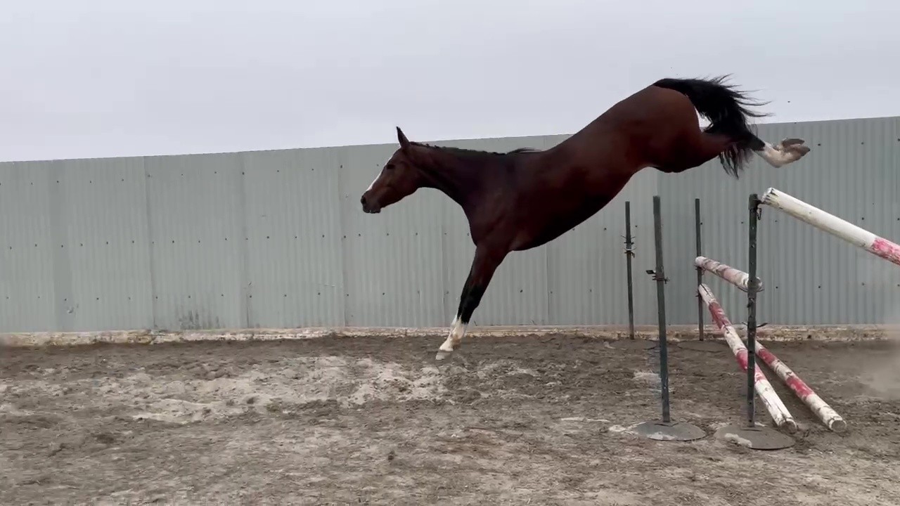 horse